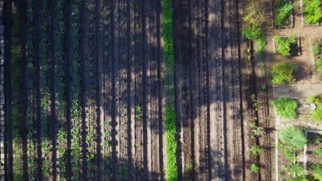 Antena:-Vista-De-Pájaro-Se-Levanta-De-Un-Pequeño-Campo-De-Verduras-Que-Crecen-Dentro-De-Un-área-Llena-De-árboles