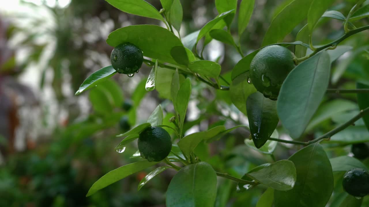 gotas de agua en los tilos del jardín