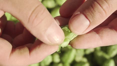 brewers hands carefully peeling a mature hop flower cone, exposing its layers and core for selection