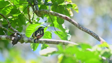 Broadbill,-Eurylaimus-Javanicus,-Parque-Nacional-Khao-Yai,-Tailandia