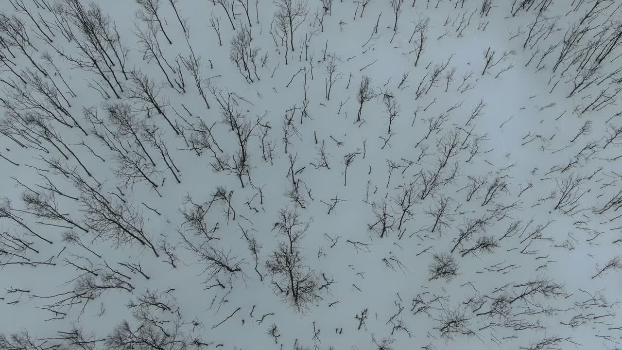 Drone view in Tromso area in winter flying over a snowy mountain showing a leafless tree forest from the top in Segla, Norway