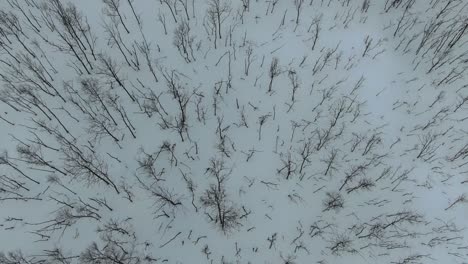 drone view in tromso area in winter flying over a snowy mountain showing a leafless tree forest from the top in segla, norway