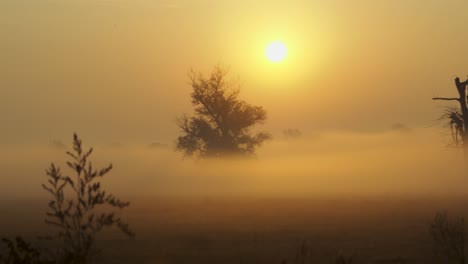 shot of morning mist over open field at sunrise