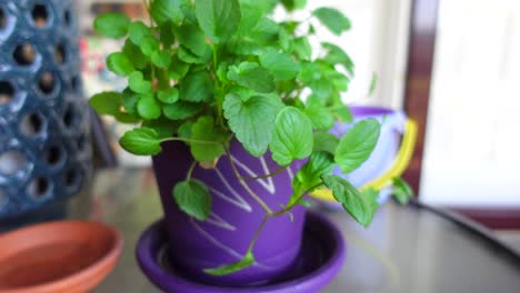 medium shot of a pot with a hand painted on it, full of pansy flowers about to bloom, no person