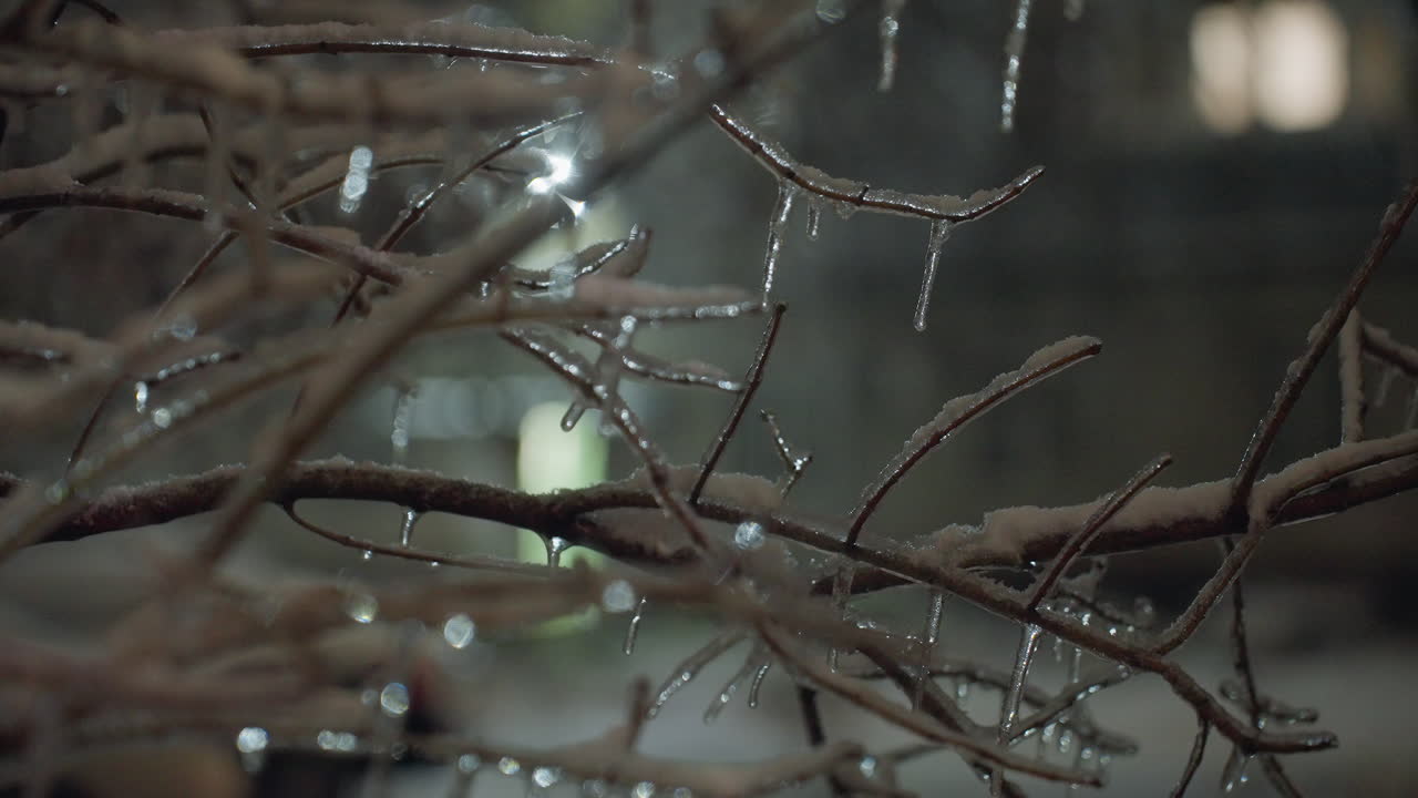 Branches of trees coated with snow and glistening ice illuminated by dim light, with shimmering reflections and soft bokeh in the background
