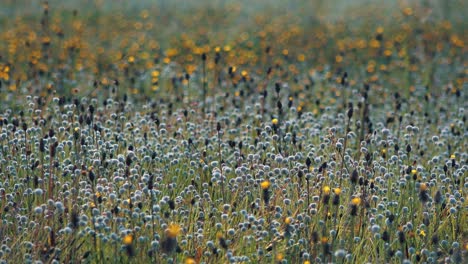 A-field-full-of-Three-Different-Seasonal-Wild-Flowers-Growing-and-Moving-in-the-Wind