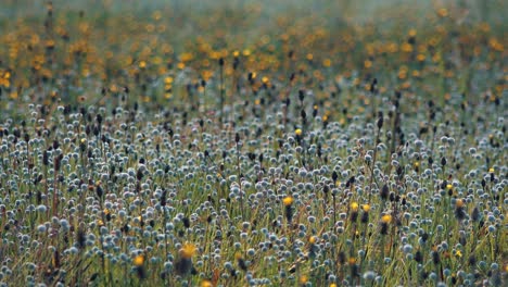 a field full of three different seasonal wild flowers growing and moving in the wind