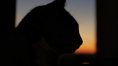 Silhouette-Einer-Hauskatze-Am-Fenster-Bei-Sonnenuntergang