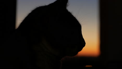 Silueta-De-Gato-Doméstico-En-La-Ventana-Durante-La-Puesta-De-Sol