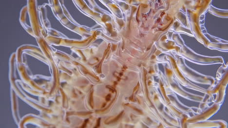microscopic view of an unidentified organic structure