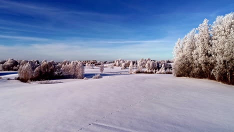 A-steady-flight-approaching-trees-and-ground,-all-covered-in-snow