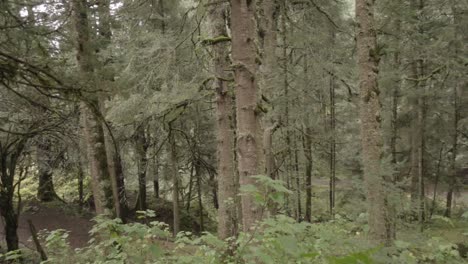 Una-Toma-Panorámica-En-Un-Bosque-De-Pinos-En-Un-Día-Nublado