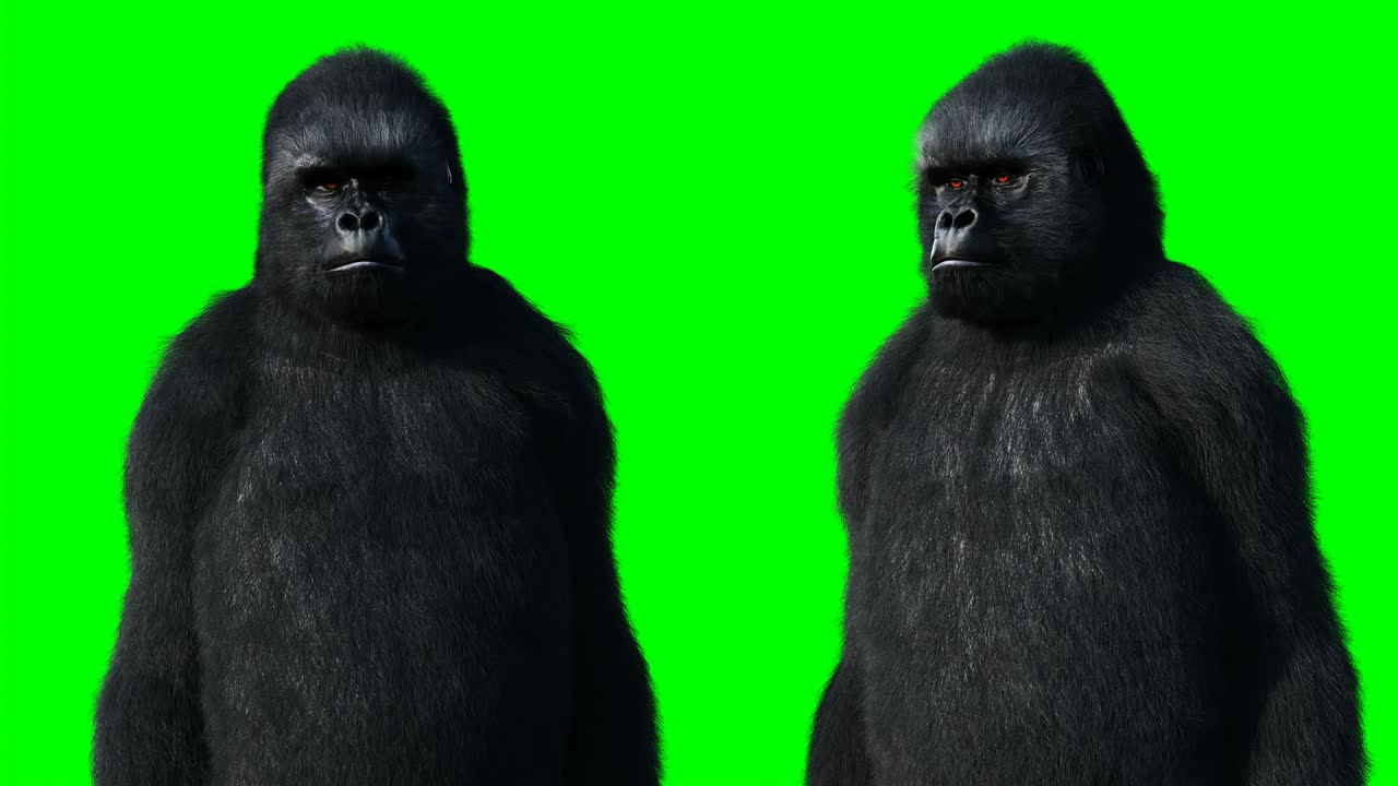 speaking gorilla. Realistic fur. Green screen animation.