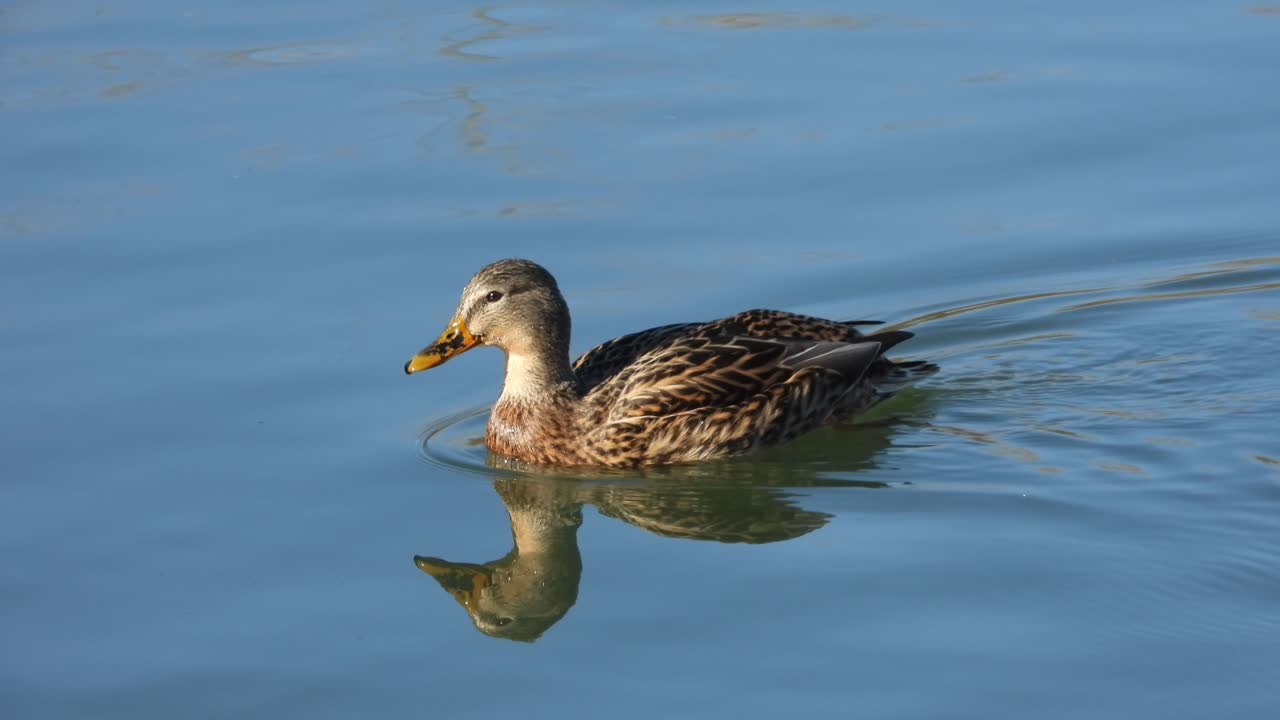 Female mallard swimming in pond. Handheld, close up