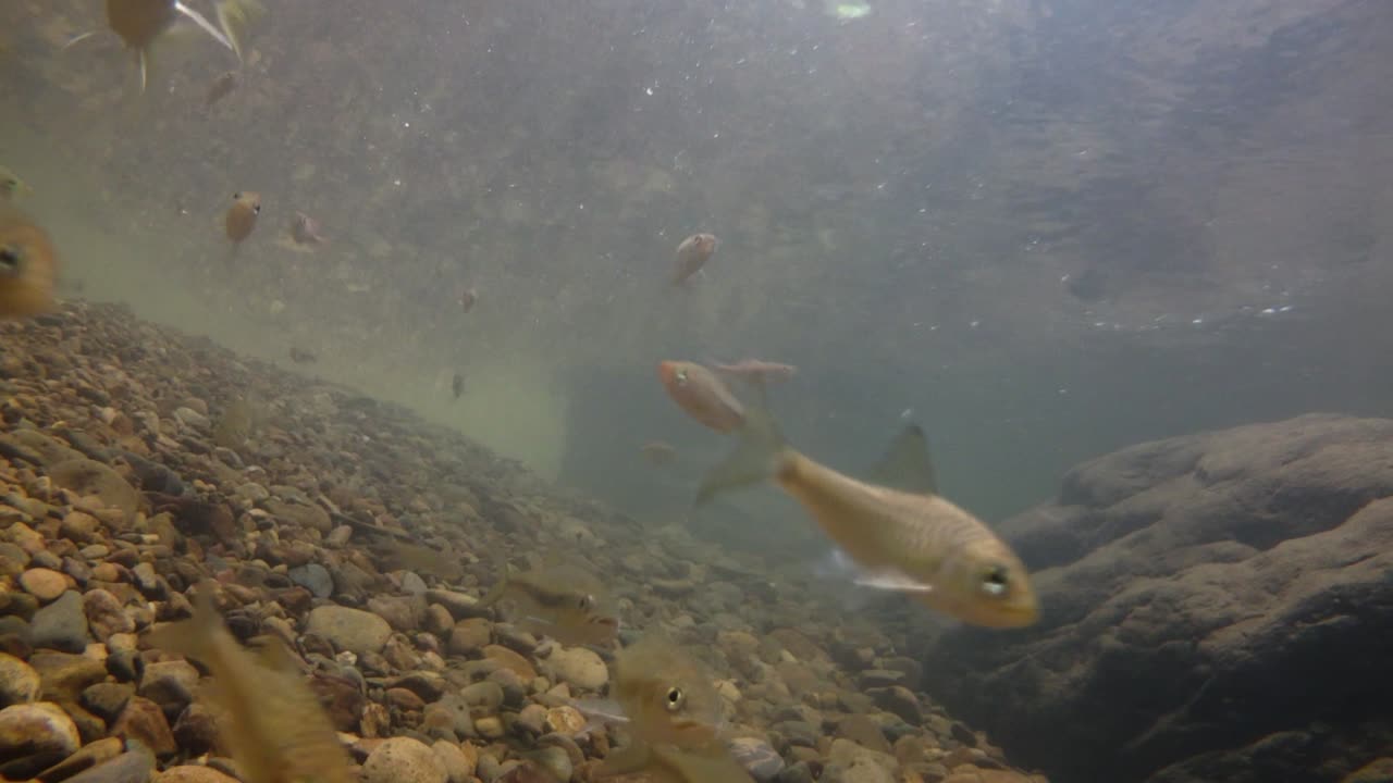 kaeng krachan 국립 공원은 많은 환상적인 야생 동물의 서식지이며 개울은 동물이 마시고 물고기가 헤엄칠 수 있는 신선한 물의 생명원입니다.