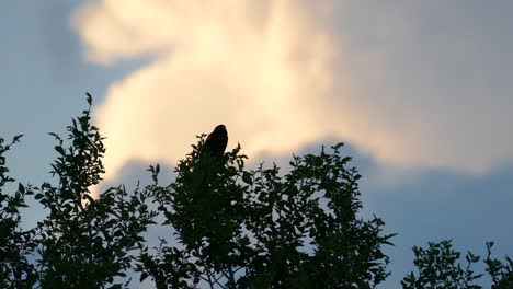 silhouette of a bird perched on a treetop struggling under strong wind