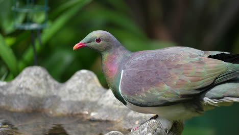 a kereru wood pigeon bird in new zealand drinking from a bird bath in slow motion