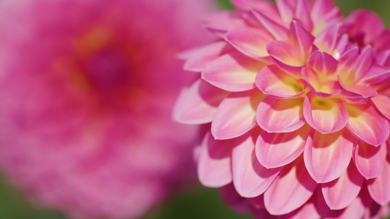 La macro camera sposta fluidamente la messa a fuoco tra due vivaci fiori di dalia rosa alla luce naturale
