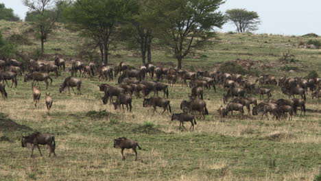 blue wildebeest big herd migrating over the serengeti plains, tanzania