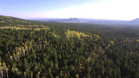 aerial high altitude patches of gold aspen leaves break up the pine forest near flagstaff, arizona