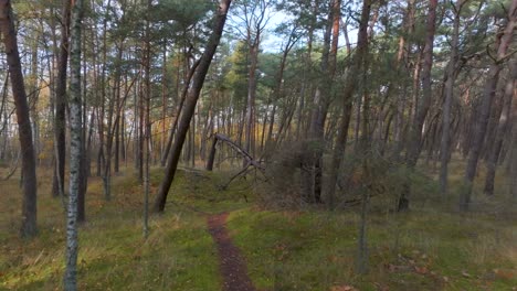 a path in the forest that leads to a pine tree broken by a storm