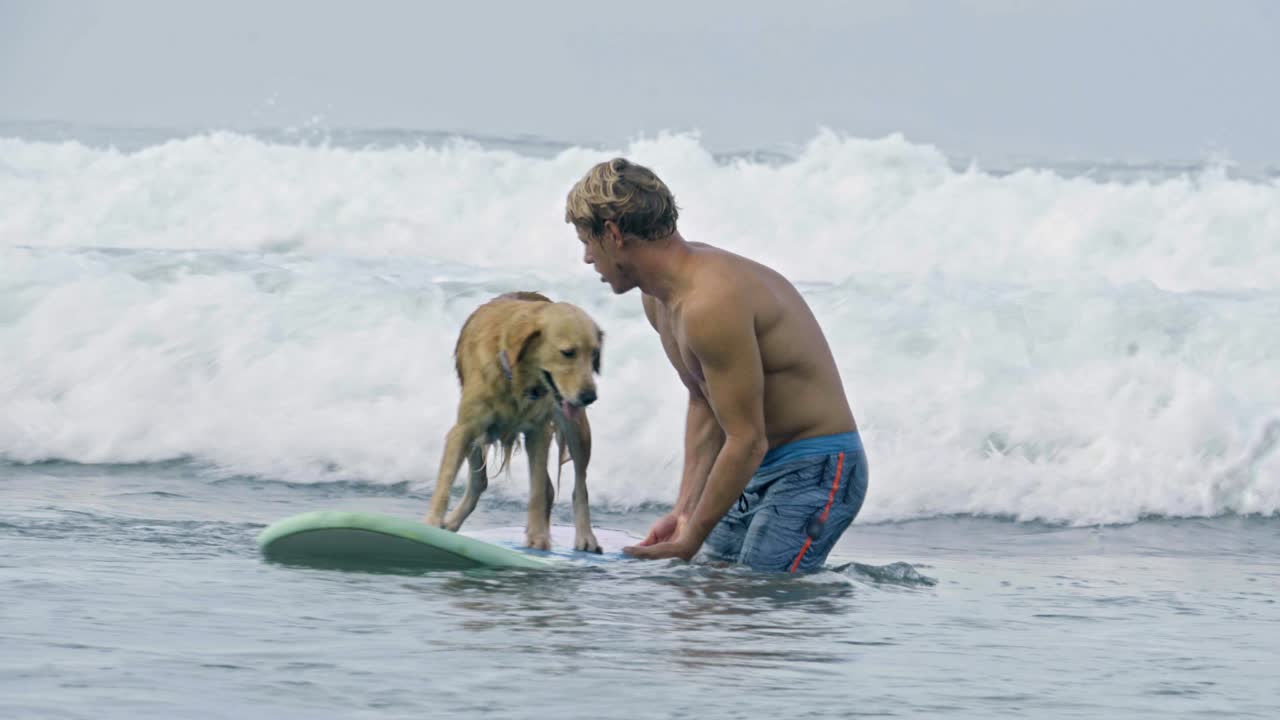 un adorable retriever surfeando a bordo