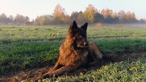 dog sleeping in the field