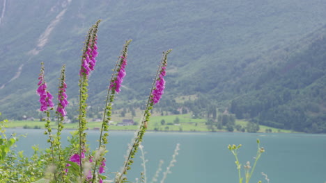 foxglove flowers with oldevatnet and mountain views in background in norway