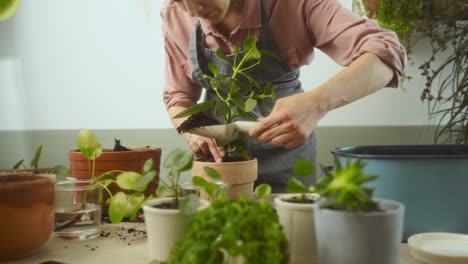 crop female gardener transplanting autograph tree