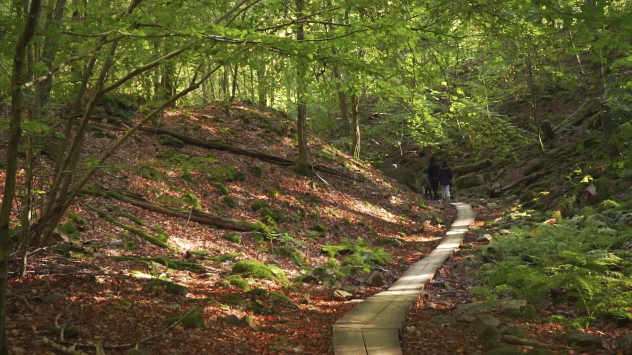 나무와 카메라 도리 움직임에 대한 트레일 마킹 일부 하이커가 보행 다리 위를 고 있습니다.