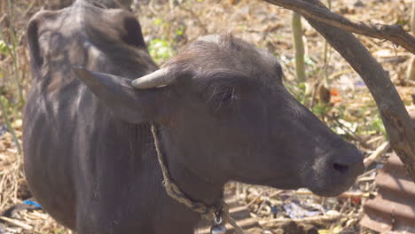 a buffalo looks at the camera, shakes her ears and then moos