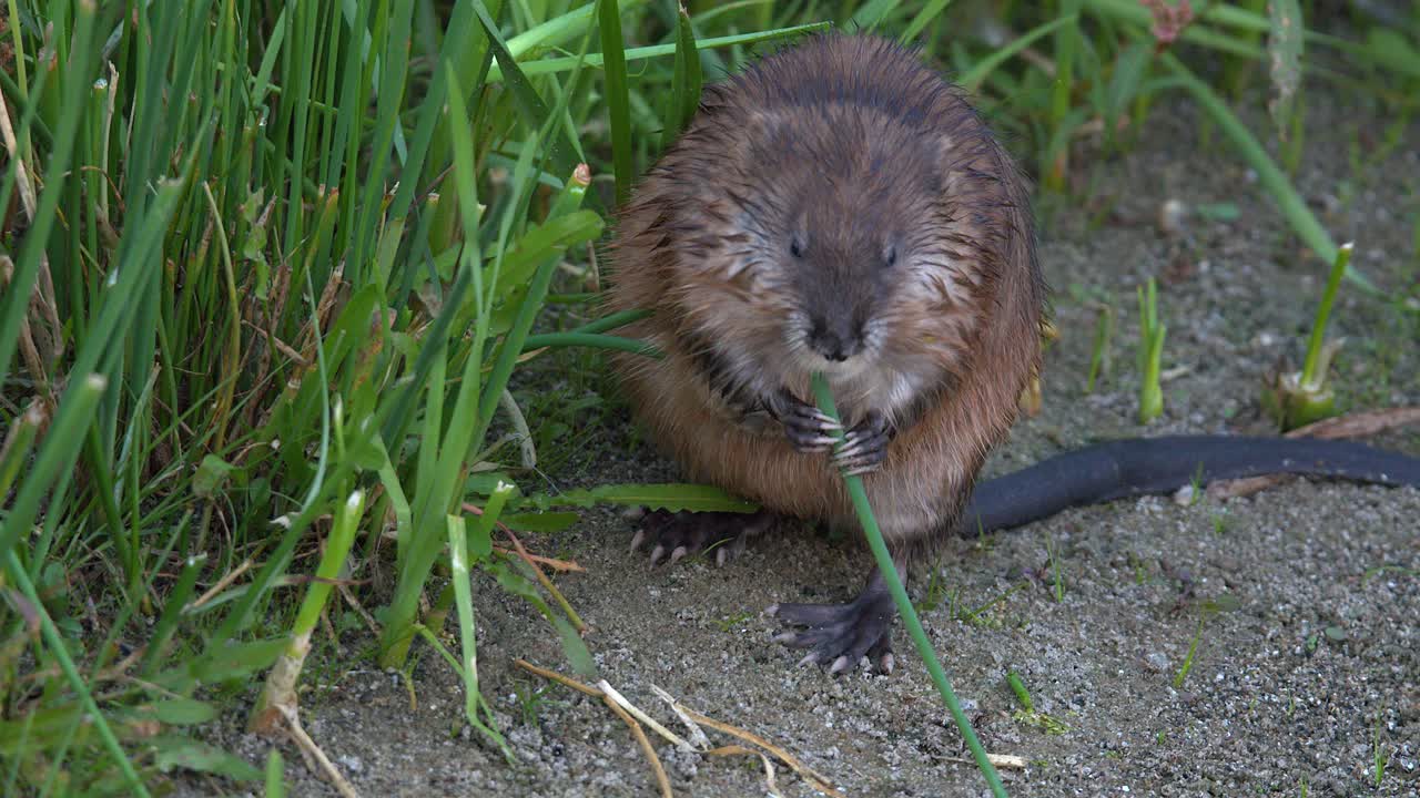 Adorable closeup rodent, muskrat on lake shore eats grass, to camera
