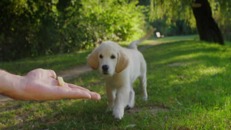 un cachorro de golden retriever feliz corre hacia su dueño.