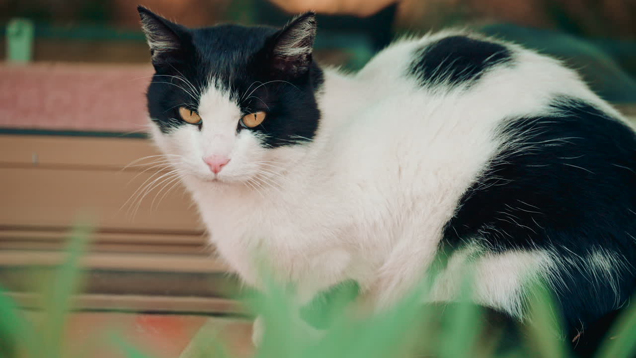 A black and white cat sitting on a bench outdoors, looking directly at the camera with striking yellow eyes