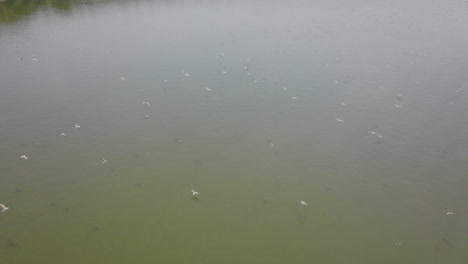 flocks of seagulls over water