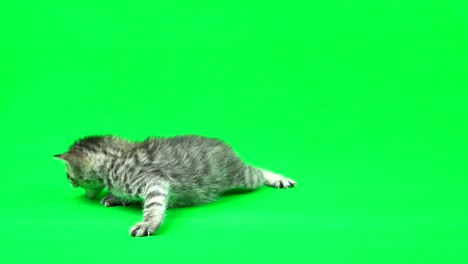 chroma key material　kitten