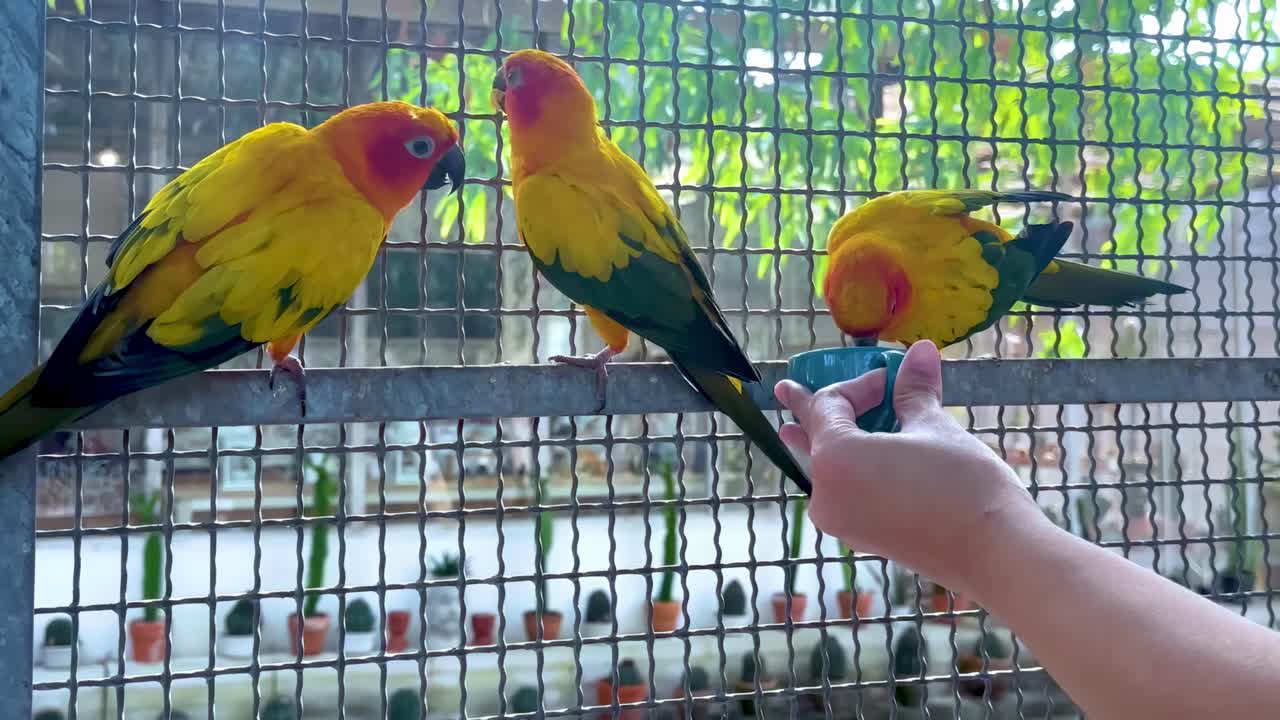 Close-up of vibrant sun conures eating from a hand through a wire fence.