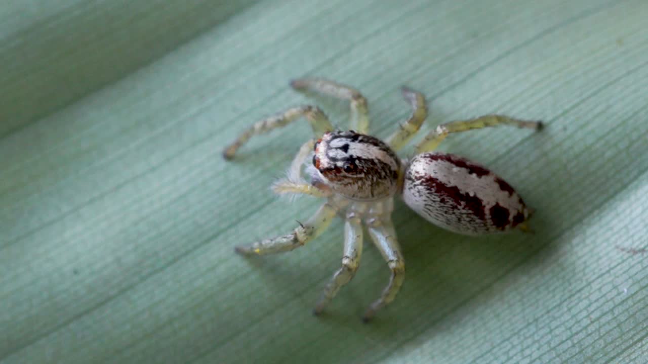 잎에 흰색과 갈색 점핑 거미의 하향식 보기, salicidae