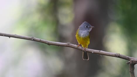 Looking-around-while-chirping-as-seen-perched-on-a-thorny-branch