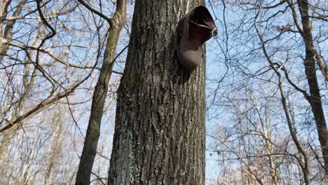 Unusual video of one single shoe boot hanging from a tree trunk in the forest
