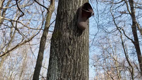 unusual video of one single shoe boot hanging from a tree trunk in the forest