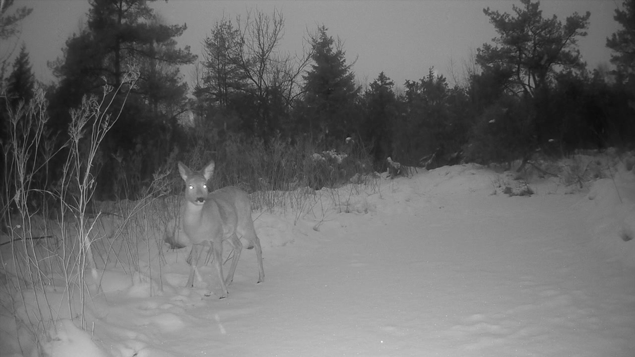 Rådyr (Capreolus capreolus) går langs en snedækket, frossen å og stopper op for at snuse til jorden i Saaremaa, Estland. Klip af dyrelivsadfærd til vinterlige naturprojekter.
