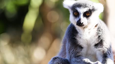 lemur sitting and looking around attentively