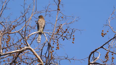 un halcón cooper busca su próxima comida en la reserva de vida silvestre sepulveda en el sur de california