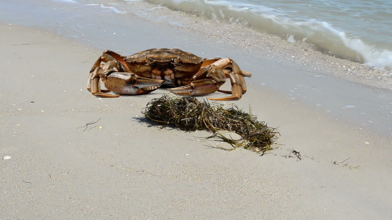 Krabbe på stranden. Fotografering på stranden.