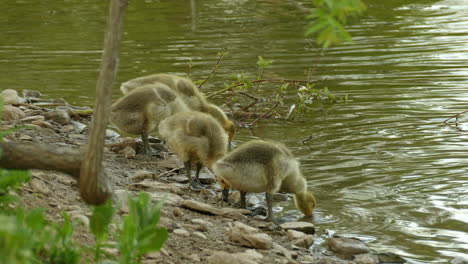 Flock-of-adorable-Canada-Geese-chicks,-branta-canadensis,-goslings-foraging-and-feeding-on-the-riverbank,-dipping-its-little-beak-in-the-water-for-aquatic-invertebrates