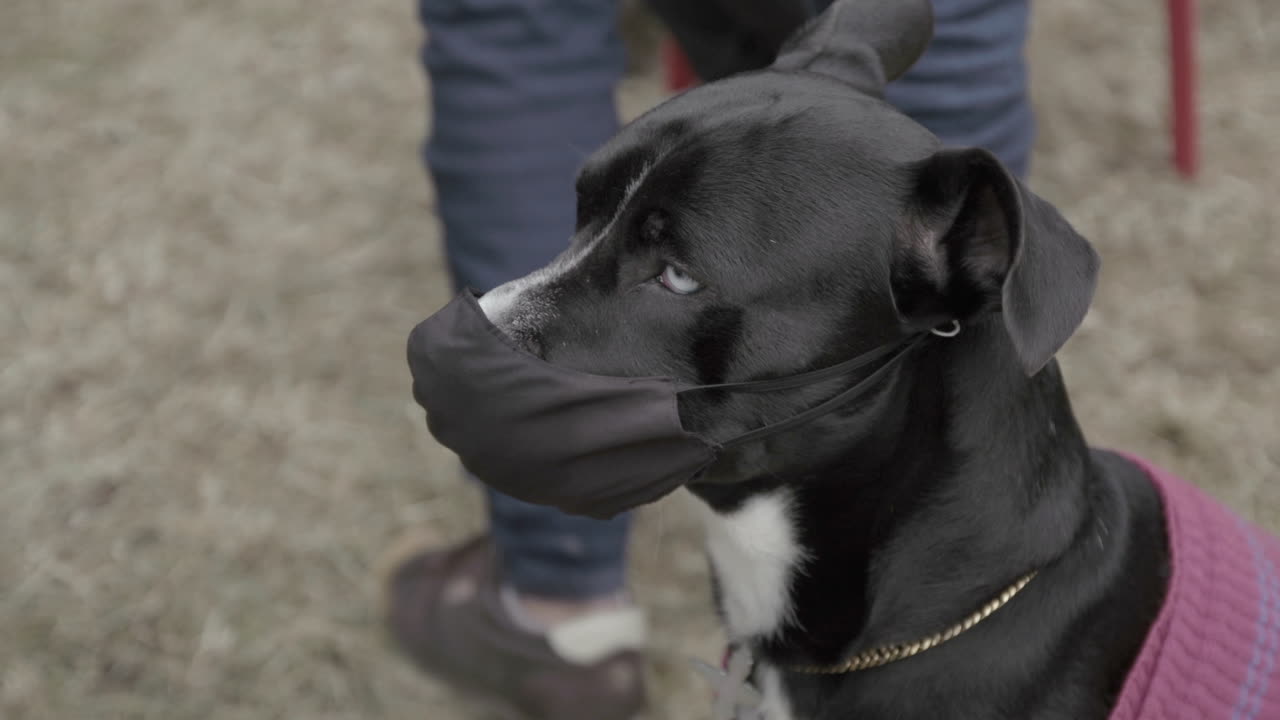 Pit Bull with face mask at Venezuelan migrant camp in Bogota, Colombia. After not being able to pay their rents, many try to return to their country.