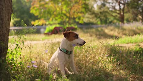 a cute jack russell terrier puppy sitting in the grass in a park