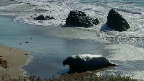 an elephant seal lies in the surf 1