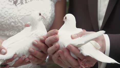 Los-Recién-Casados-Sostienen-Lentamente-Las-Palomas-Blancas.